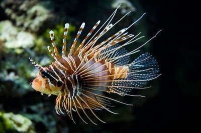 Photo:  Lionfish