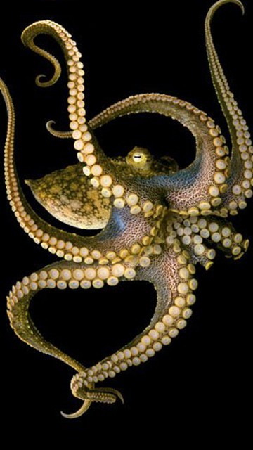 Photo:  Octopus