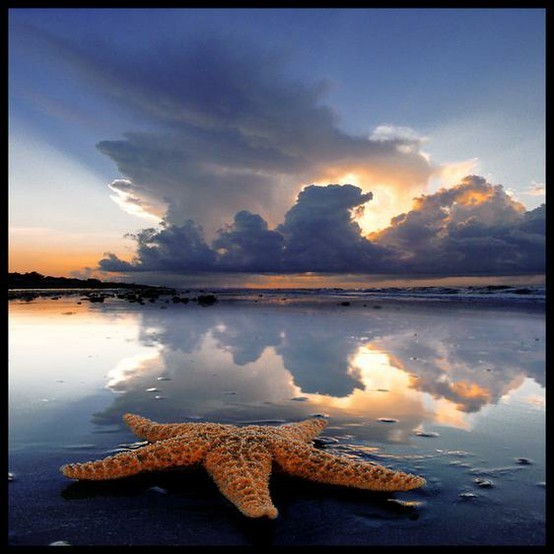 Photo:  Starfish