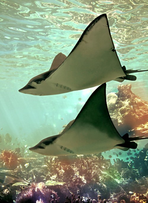 Photo:  Stingrays