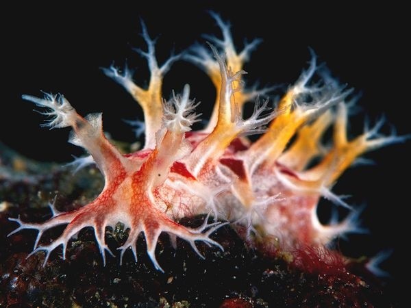 Photo:  nudibranch