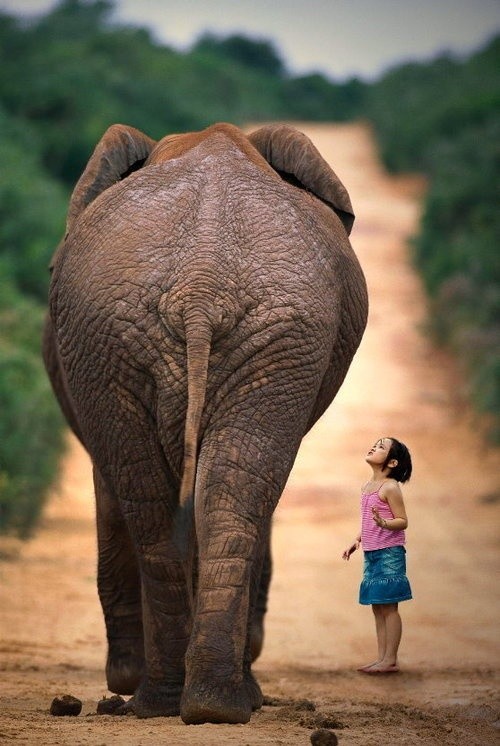 Photo:  Elephant