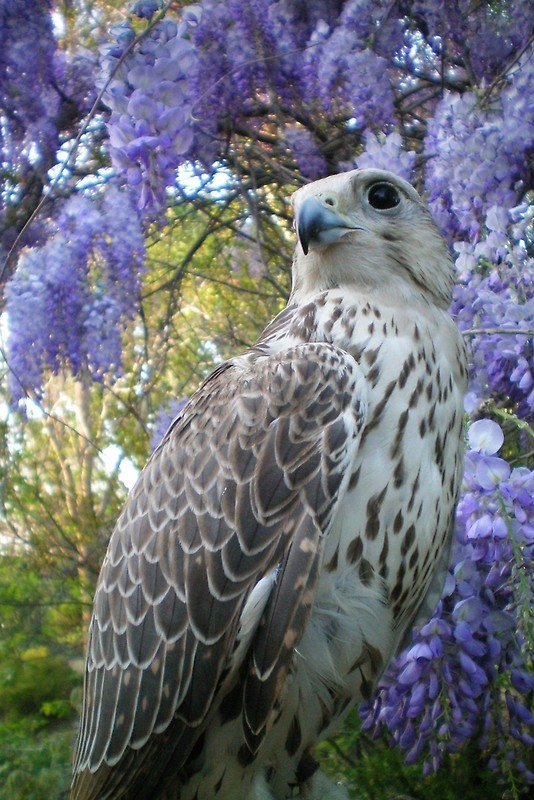 Photo:  Falcon