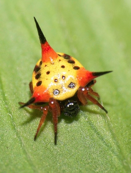 Photo:  Gasteracantha