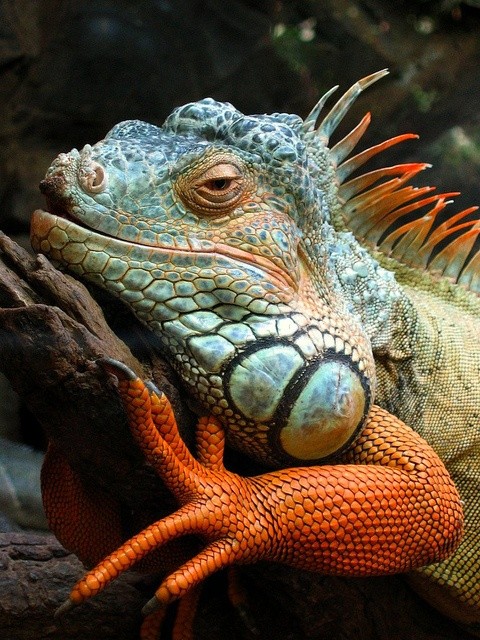 Photo:  Iguana