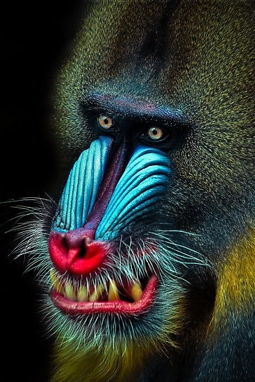 Photo:  Mandrill