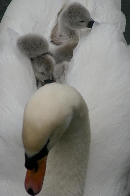 Photo:  Swans