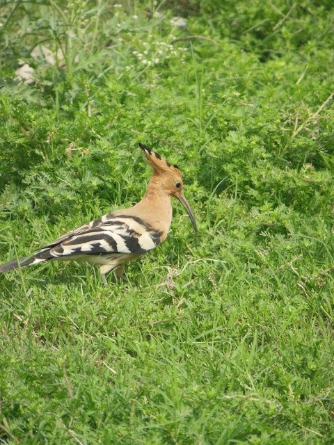 Photo:  Woodpecker