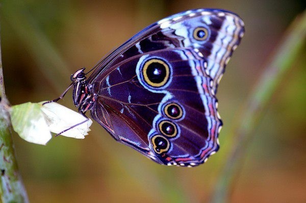 Photo:  butterfly