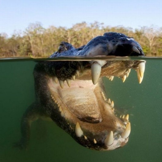 Photo:  crocodile