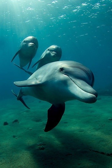 Photo:  dolphins