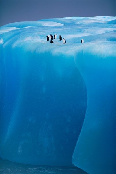 Photo:  penguins