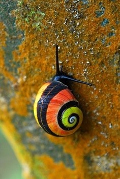 Photo:  snail